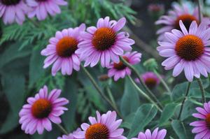 Echinacea purpurea 'Elton Knight' Coneflower from Kansas Roots