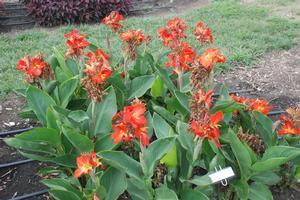 Canna 'South Pacific™ Scarlet' Canna from Kansas Roots