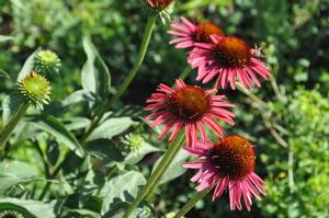 Echinacea 'Hot Lava' Coneflower from Kansas Roots