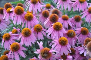 Echinacea purpurea 'Kim's Knee High' Coneflower from Kansas Roots