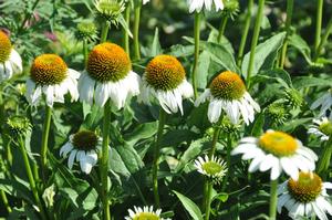 Echinacea purpurea 'Lucky Star' Coneflower from Kansas Roots