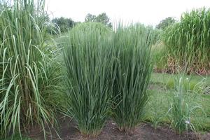 Switchgrass Switchgrass