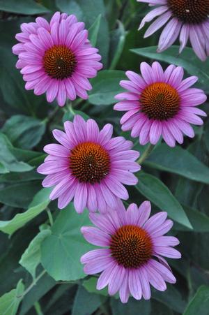 Echinacea purpurea 'Paradiso Mix' Coneflower from Kansas Roots