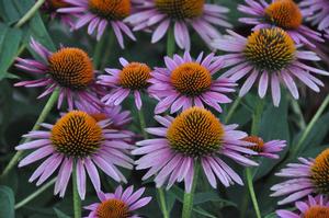 Echinacea purpurea 'Pica Bella' Coneflower from Kansas Roots