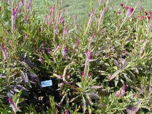 Celosia argentea var. spicata 'Cramer's Amazon' Flamingo Feather from Kansas Roots