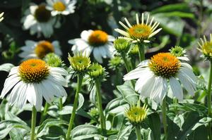 Echinacea purpurea 'PowWow® White' Coneflower from Kansas Roots