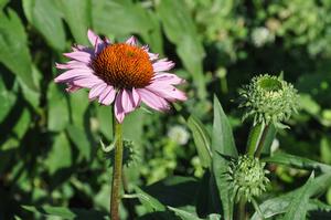 Echinacea purpurea 'Ruby Giant' Coneflower from Kansas Roots