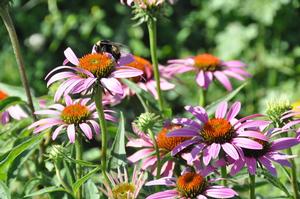 Echinacea purpurea 'Ruby Star' Coneflower from Kansas Roots