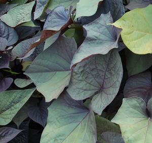 Ipomoea batatas 'Ace of Spades' Sweet Potato Vine from Kansas Roots
