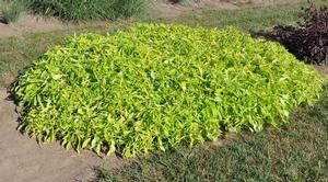 Ipomoea batatas 'Illusion Series' Sweet Potato Vine from Kansas Roots