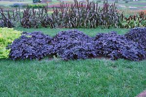Ipomoea batatas 'Sidekick™ Series' Sweet Potato Vine from Kansas Roots