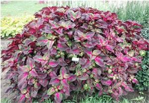 Perilla frutescens 'Magilla®' Beefsteak Plant from Kansas Roots