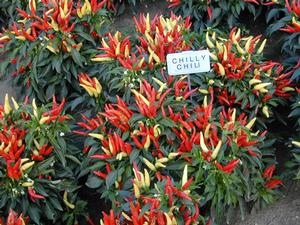 Capsicum annuum 'Chilly Chili' Ornamental Pepper from Kansas Roots