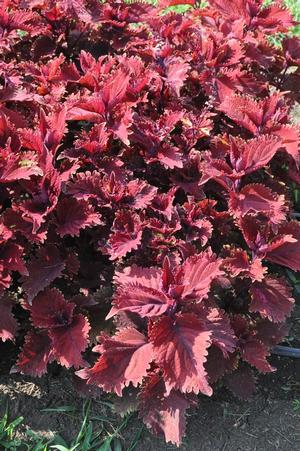 Solenostemon scutellarioides 'Under the Sea® King Crab' Coleus from Kansas Roots