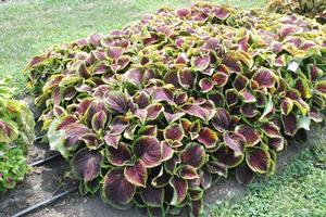 Solenostemon scutellarioides 'Kong Jr. Scarlet' Coleus from Kansas Roots