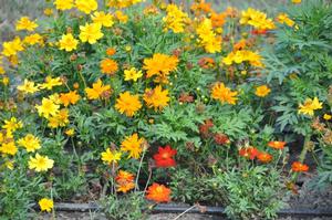 Cosmos sulphureus 'Cosmic Orange' Cosmos from Kansas Roots