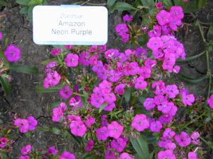 Dianthus 'Amazon Neon Purple' Sweet William from Kansas Roots