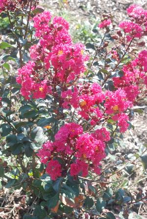 Lagerstroemia indica 'Pink Velour®' Crapemyrtle from Kansas Roots