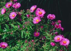 Symphyotrichum (Aster) novae-angliae 'September Ruby' New England Aster from Kansas Roots