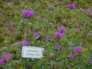 Monarda 'Croftway Pink' Bee Balm from Kansas Roots