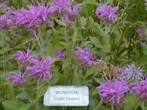 Monarda 'Violet Queen' Bee Balm from Kansas Roots