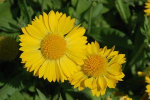 Gaillardia x grandiflora 'Mesa™ Yellow' Blanket Flower from Kansas Roots