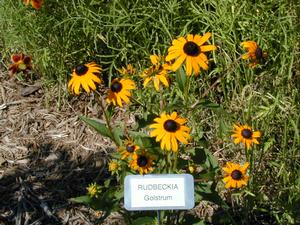 Rudbeckia fulgida var. sullivantii 'Goldstrum' Black-Eyed Susan from Kansas Roots