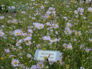 Boltonia asteroides var. latisquama 'Pink Beauty' False Aster from Kansas Roots