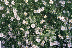 Boltonia asteroides var. latisquama 'Snowbank' False Aster from Kansas Roots