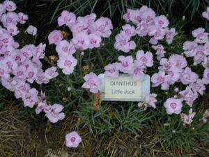 Dianthus plumarius 'Little Jock' Pink from Kansas Roots