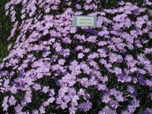 Dianthus gratianopolitanus 'Bath's Pink' Cheddar Pinks from Kansas Roots