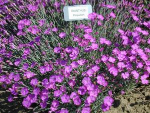 Dianthus gratianapolitanus 'Firewitch' Cheddar Pinks from Kansas Roots