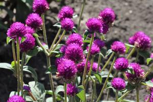 Gomphrena globosa 'Las Vegas series' Globe Amaranth from Kansas Roots