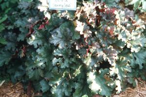 Heuchera 'Stormy Seas' Coral Bells from Kansas Roots