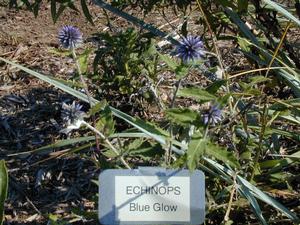 Echinops bannaticus 'Blue Glow' Globe Thistle from Kansas Roots