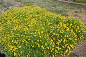 Helenium amarum 'Dakota Gold' Sneezeweed from Kansas Roots
