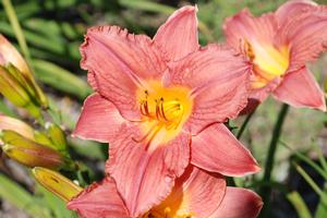 Hemerocallis x 'Hawaiian Party Dress' Daylily from Kansas Roots