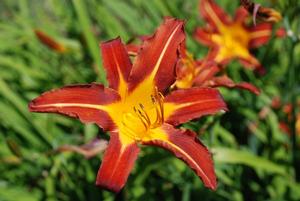 Hemerocallis x 'Ming Toy' Daylily from Kansas Roots