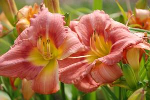 Hemerocallis x 'Rosy Returns' Happy Ever Appster® Daylily from Kansas Roots