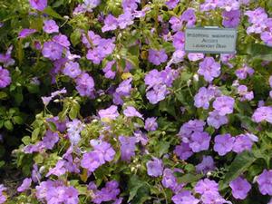 Impatiens walleriana 'Accent™ Lavender Blue' Impatiens from Kansas Roots