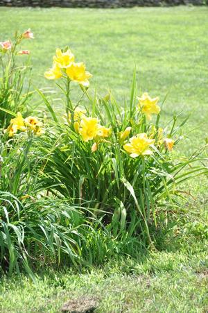 Hemerocallis x 'Siloam Space Age' Daylily from Kansas Roots