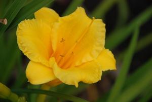 Hemerocallis x 'Stella DeOro' Daylily from Kansas Roots