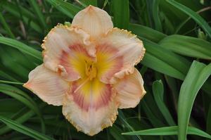 Hemerocallis x 'When My Sweetheart Returns' Happy Ever Appsters® Daylily from Kansas Roots