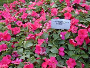 Impatiens walleriana 'Showstopper Cherry' Impatiens from Kansas Roots