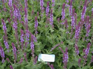 Salvia nemorosa 'Amethyst' Meadow Sage from Kansas Roots