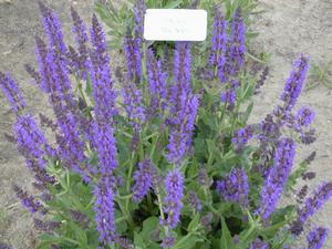 Salvia nemorosa 'May Night' Meadow Sage from Kansas Roots