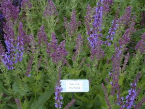 Salvia nemorosa 'Plumosa' Meadow Sage from Kansas Roots