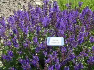 Salvia nemorosa 'Viola Klose' Meadow Sage from Kansas Roots