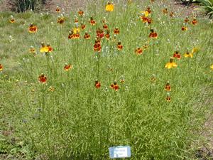 Ratibida columnifera Mexican Hat from Kansas Roots