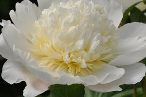 Paeonia lactiflora 'Charlie's White' Peony from Kansas Roots